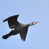 Kormoran velky - Nove mlyny 4302